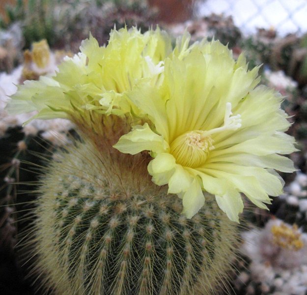 Eriocactus leninghausii